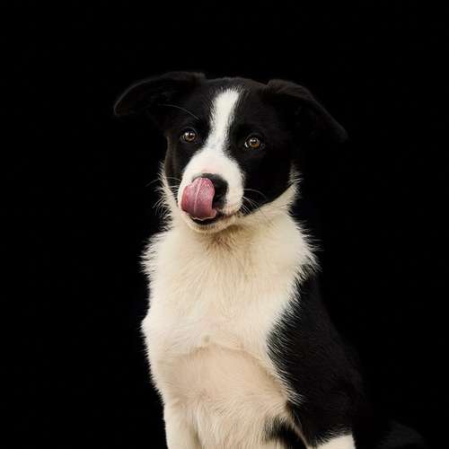 Hundeauslaufgebiet-Scherf Tierfotografie-Bild