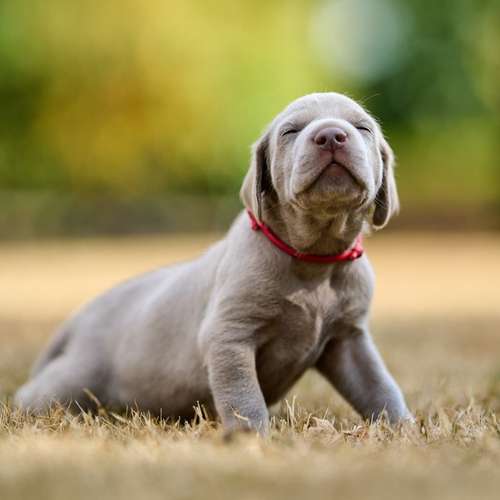 Hundeauslaufgebiet-Scherf Tierfotografie-Bild