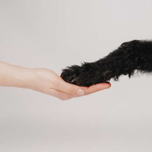 Hundeauslaufgebiet-Scherf Tierfotografie-Bild