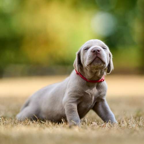 Hundeauslaufgebiet-Scherf Tierfotografie-Bild