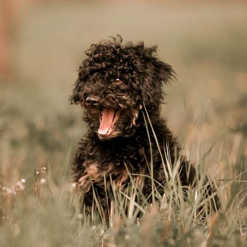 Hundeauslaufgebiet-Scherf Tierfotografie-Bild