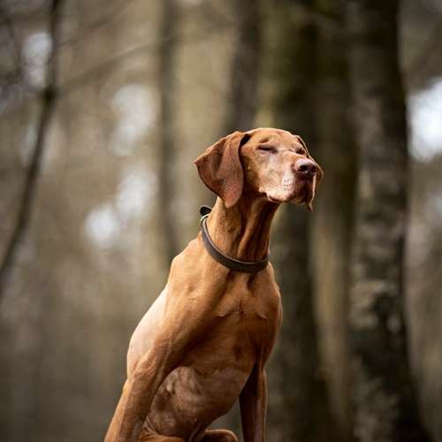 Hundeauslaufgebiet-Scherf Tierfotografie-Bild