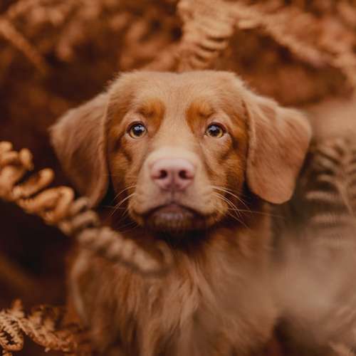 Hundeauslaufgebiet-Scherf Tierfotografie-Bild