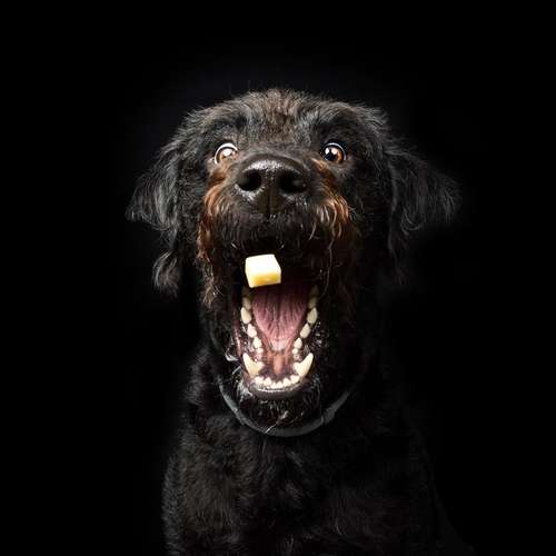 Hundeauslaufgebiet-Scherf Tierfotografie-Bild