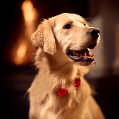 Hundeauslaufgebiet-Scherf Tierfotografie-Bild