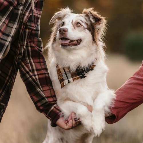 Hundeauslaufgebiet-Scherf Tierfotografie-Bild