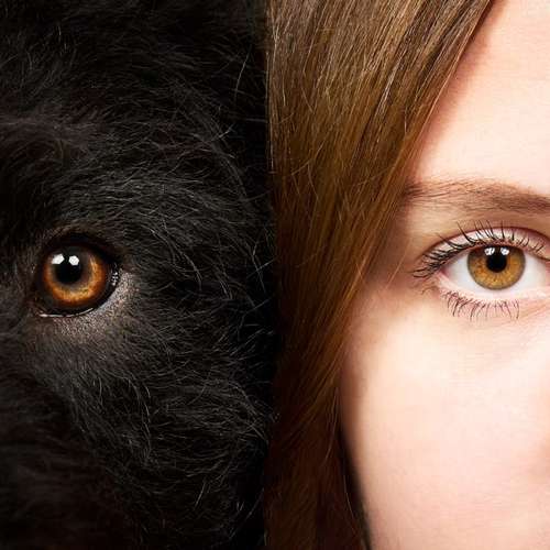 Hundeauslaufgebiet-Scherf Tierfotografie-Bild