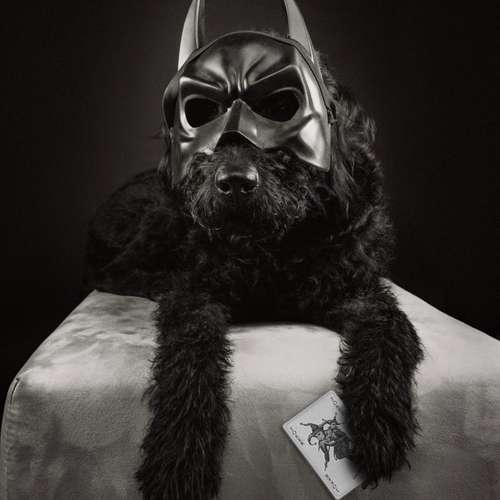 Hundeauslaufgebiet-Scherf Tierfotografie-Bild