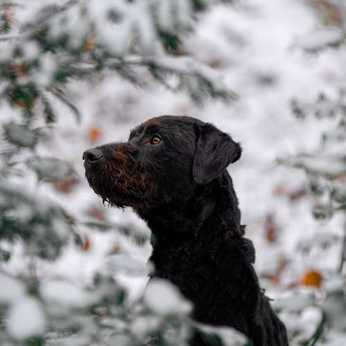 Hundeauslaufgebiet-Scherf Tierfotografie-Bild