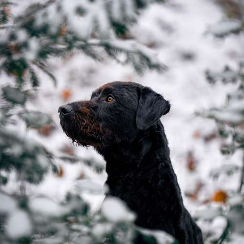 Hundeauslaufgebiet-Scherf Tierfotografie-Bild