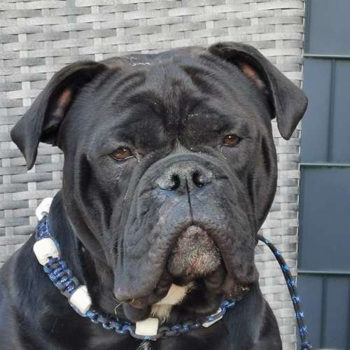 Hundeauslaufgebiet-Brigitte Hirsch-Bild