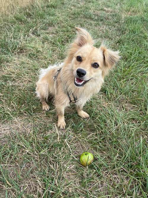Hundeauslaufgebiet-Brigitte Hirsch-Bild