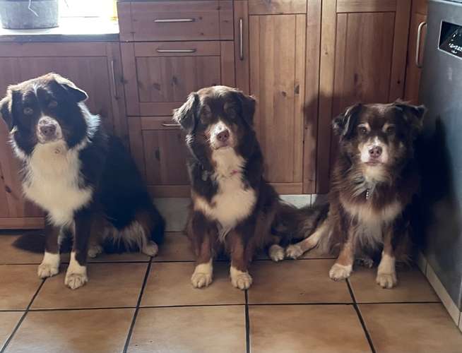 Hundeauslaufgebiet-Brigitte Hirsch-Bild