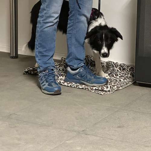 Hundeauslaufgebiet-Brigitte Hirsch-Bild