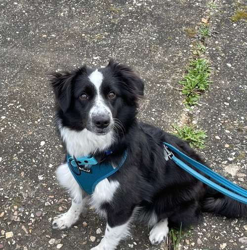 Hundeauslaufgebiet-Brigitte Hirsch-Bild