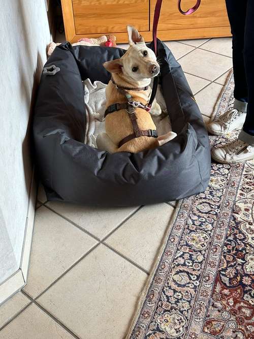 Hundeauslaufgebiet-Brigitte Hirsch-Bild