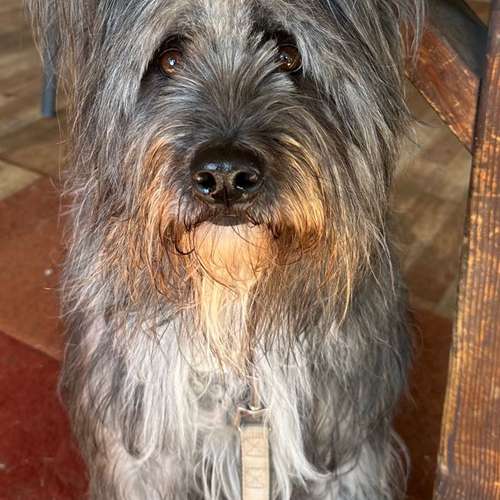 Hundeauslaufgebiet-Brigitte Hirsch-Bild