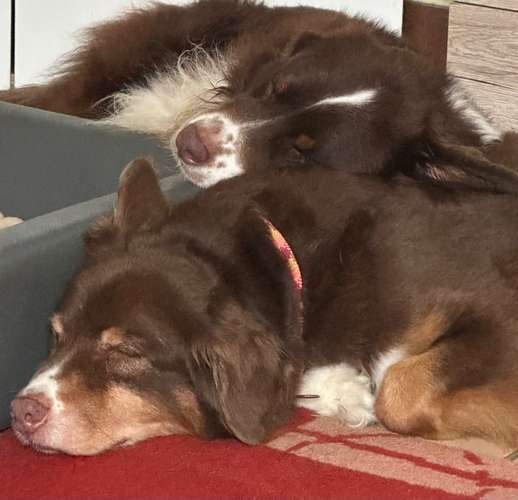 Hundeauslaufgebiet-Brigitte Hirsch-Bild