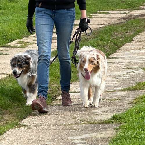 Hundeauslaufgebiet-Brigitte Hirsch-Bild