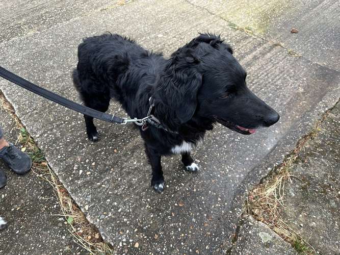 Hundeauslaufgebiet-Brigitte Hirsch-Bild