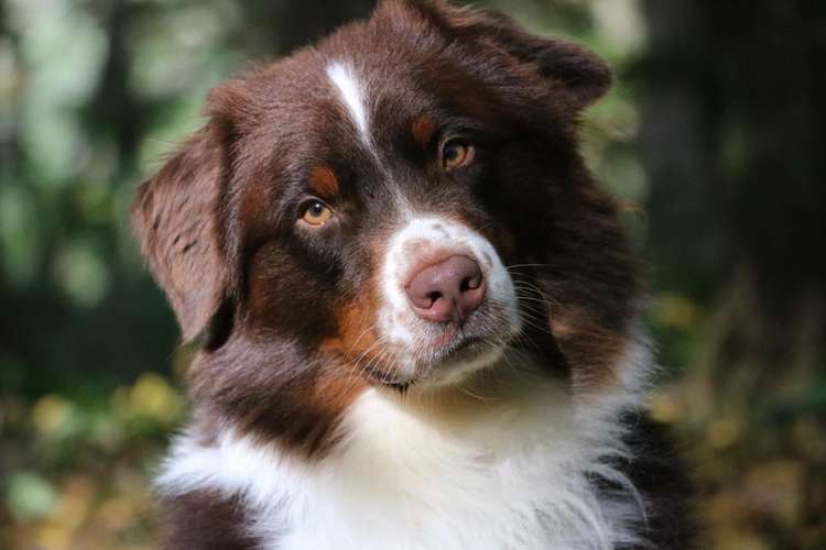 Hundeauslaufgebiet-Brigitte Hirsch-Bild