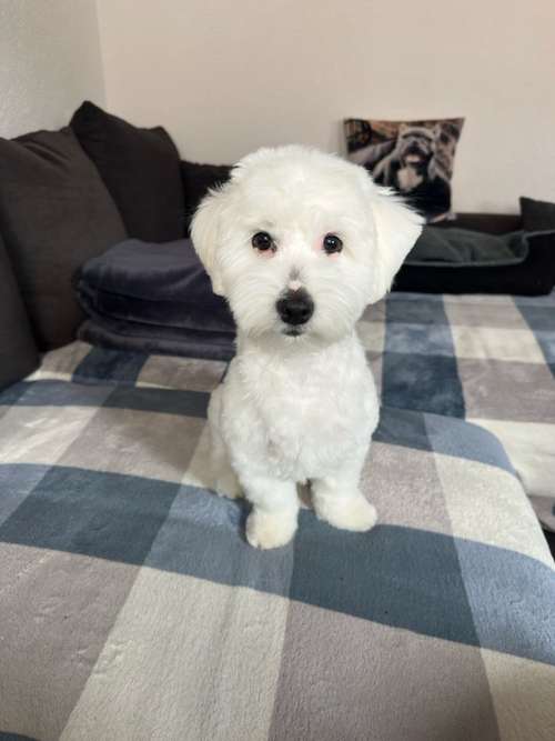 Hundeauslaufgebiet-Schnauzen-Style Hachiko-Bild