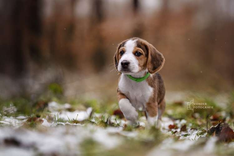 Hundeauslaufgebiet-Vonder Fotografie-Bild