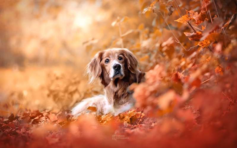 Hundeauslaufgebiet-Vonder Fotografie-Bild