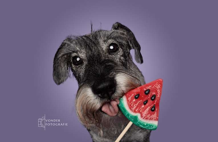 Hundeauslaufgebiet-Vonder Fotografie-Bild