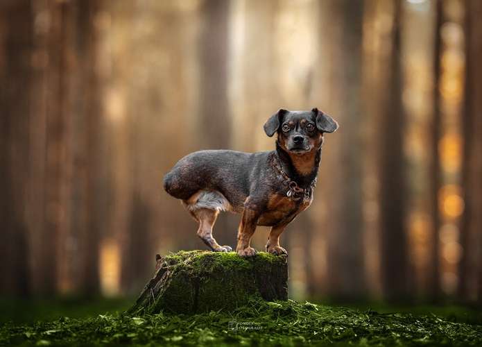 Hundeauslaufgebiet-Vonder Fotografie-Bild