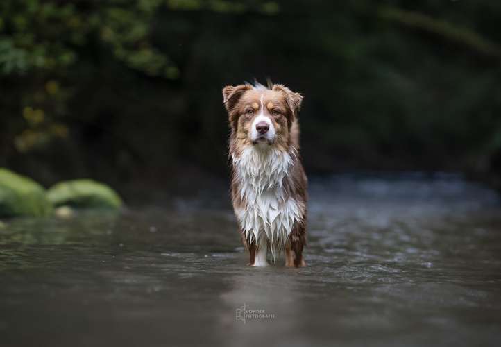 Hundeauslaufgebiet-Vonder Fotografie-Bild