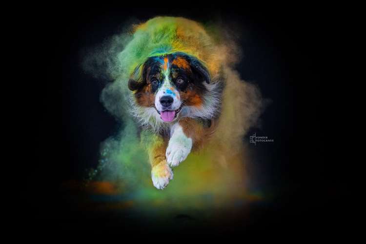 Hundeauslaufgebiet-Vonder Fotografie-Bild