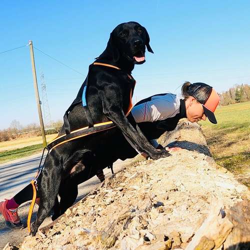 Hundeauslaufgebiet-CROSSDOG-Bild