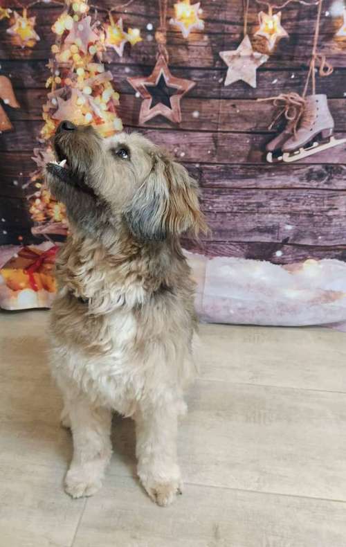 Hundeauslaufgebiet-Hundesalon - RUND UM DEN HUND-Bild