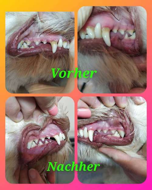 Hundeauslaufgebiet-Hundesalon - RUND UM DEN HUND-Bild