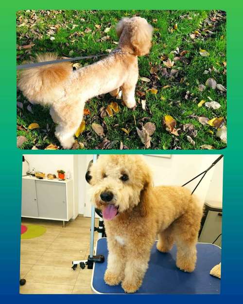 Hundeauslaufgebiet-Hundesalon - RUND UM DEN HUND-Bild