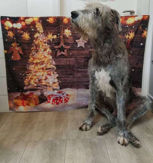 Hundeauslaufgebiet-Hundesalon - RUND UM DEN HUND-Bild