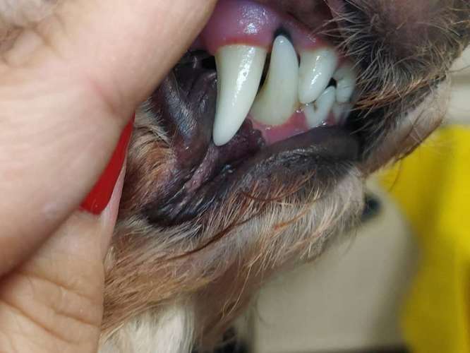 Hundeauslaufgebiet-Hundesalon - RUND UM DEN HUND-Bild