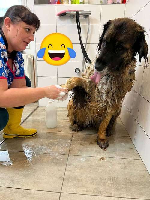 Hundeauslaufgebiet-Hundesalon - RUND UM DEN HUND-Bild