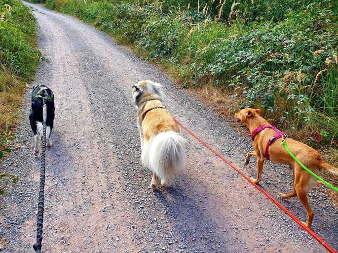 Hundeauslaufgebiet-Fitter mit Hund-Bild