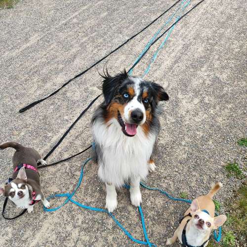 Hundeauslaufgebiet-Alisa's Pfotenliebe-Bild