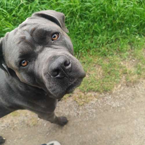 Hundeauslaufgebiet-Alisa's Pfotenliebe-Bild