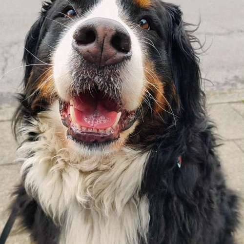 Hundeauslaufgebiet-Alisa's Pfotenliebe-Bild