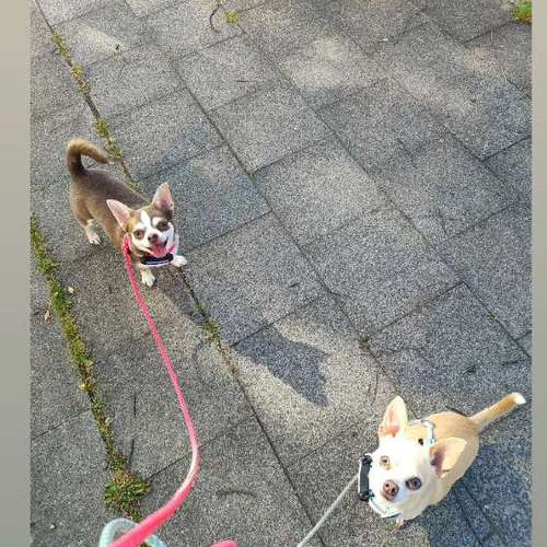 Hundeauslaufgebiet-Alisa's Pfotenliebe-Bild
