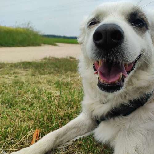 Hundeauslaufgebiet-Alisa's Pfotenliebe-Bild