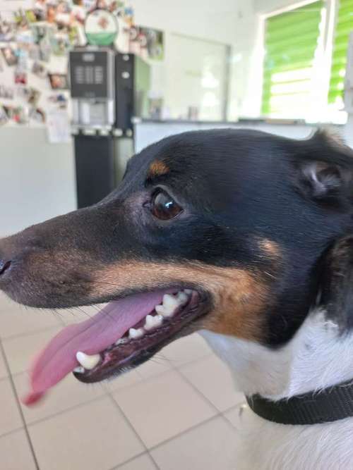 Hundeauslaufgebiet-Tierarztpraxis am Schloss-Bild