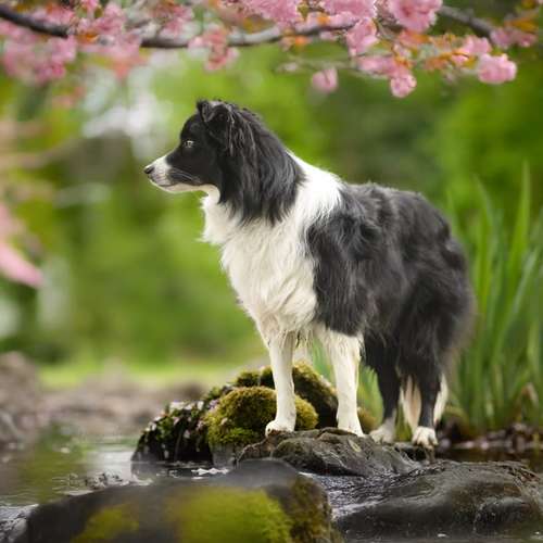 Hundeauslaufgebiet-Lopezgrafie-Bild