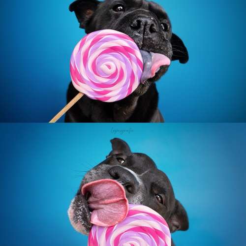Hundeauslaufgebiet-Lopezgrafie-Bild