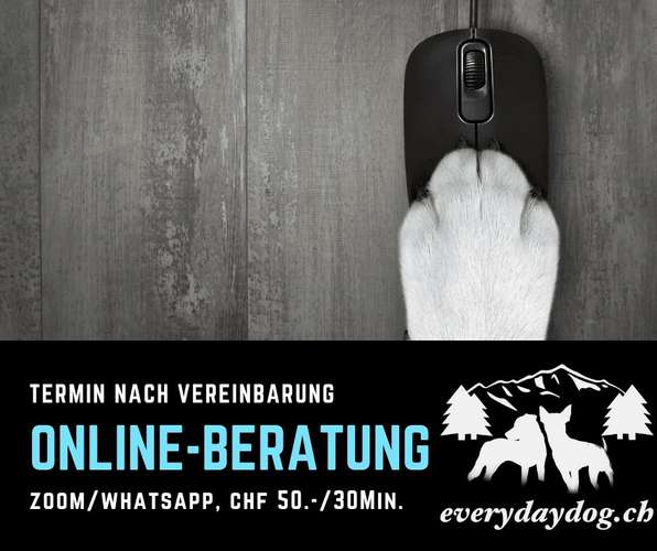 Hundeauslaufgebiet-everydaydog.ch-Bild