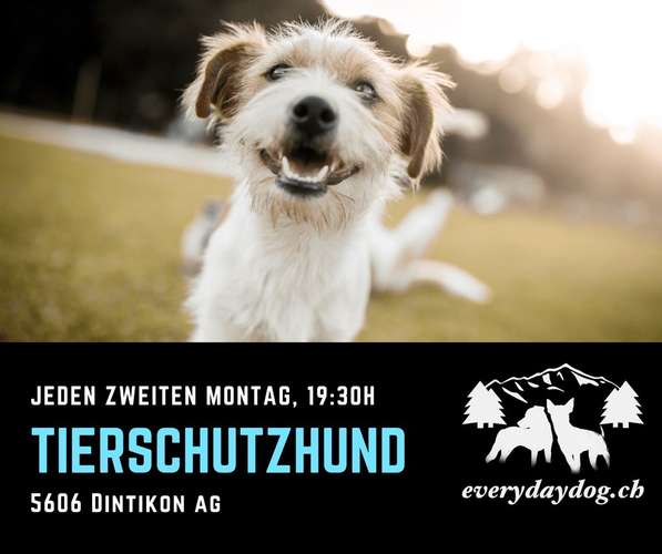 Hundeauslaufgebiet-everydaydog.ch-Bild